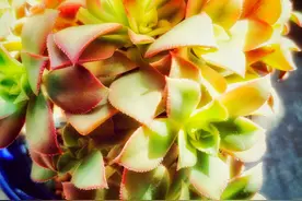 手机摄影：多肉植物艳日辉，春天的状态就是出彩#唤醒好春光#图片