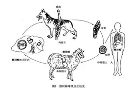 健康丨科学防治包虫病，人人有责图片