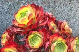 景天科多肉法师，夏季高温盆栽注重这些，叶片紧凑美如朵朵莲花图片