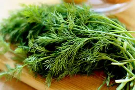 农民种茴香，哪些种植技术需要了解？看完就明白了图片