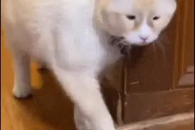 猫咪因过度繁殖天生小眼，主人却不肯放弃它，还收养了它兄弟图片