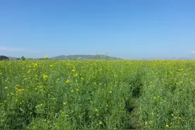 《狼图腾》末代游牧民族与农耕民族的PK，输了图片