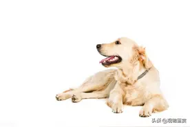 五爪狗为什么不能养，狗出现五爪的原因图片