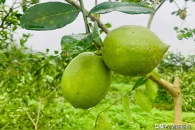 茶饮和烹饪加上它，清香诱人！图片