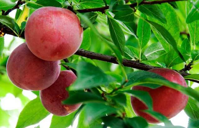 清华学霸理综292分，他说学好理综只需要记这些口诀！