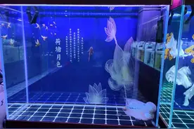 鱼缸养鱼多少水位合适？各种过滤系统不尽相同，还要看观赏鱼品种图片