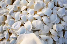 几块钱一斤的速冻饺子，是用什么做的？能不能吃？员工告诉你答案图片