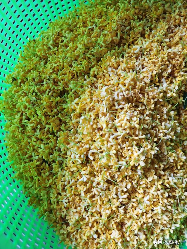 桂花树的样子，桂花长什么样子（倏然开了又倏然谢了）