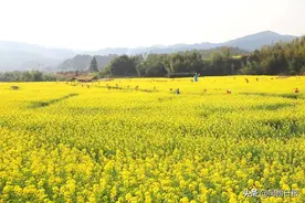 燃！龙岩最大面积花海点亮赏花季图片