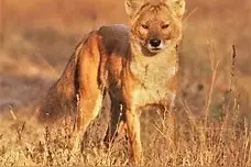 豺狼虎豹四大猛兽，为何不见豺？图片