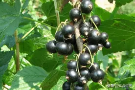 世界上最酸的十大水果，柠檬、酸枣、山楂、百香果上榜图片