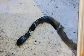 吓！南海男子“砸死”眼镜蛇，上前看时，蛇突然暴起反击……图片