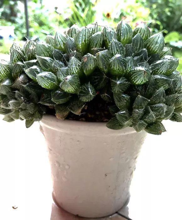 1,玉露的养殖方法与养护注意事项