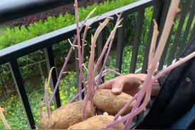 复课后各大高校宿舍野生植物大赏图片