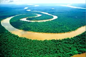 别在亚马逊的河里尿尿，当心魔鬼鱼钻入你的尿道，吸食你的血液图片