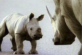 世界犀牛日丨在非洲至少平均每14小时就有一头犀牛被猎杀……图片