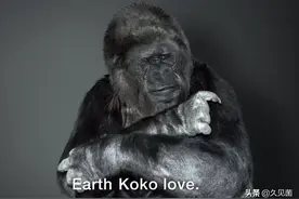 能与人类熟练沟通的大猩猩，会1000多种手语，留下的遗言让人深思图片