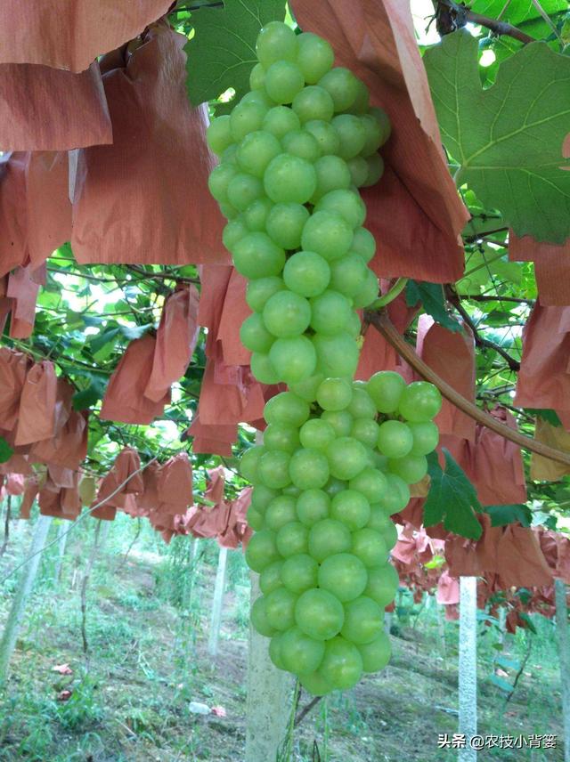 葡萄大小粒，产量品质双降低！7种诱发原因、8种防治方法记心底