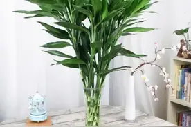 公认的12种吉祥花，适合10月养，一帆风顺，红红火火，又美又实用图片