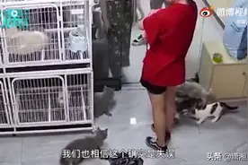 宠物店回应女孩用门夹死小猫：女孩一家认错道歉赔偿，别让孩子遭受网络暴力图片