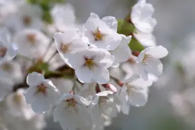 容易相信爱情的星座，即便伤痕累累，也有从头再来的勇气图片