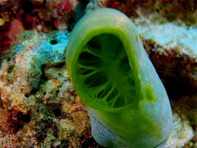 海鞘为了生存能有多狠？吃掉自己的脑子，从动物变成“植物”