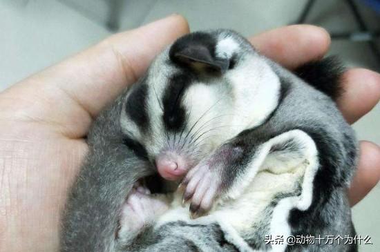 公蜜袋鼯绝育后还臭吗？若是不想太臭，建议饲养母蜜袋鼯