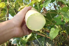 亩产高达1万多斤，15天能长1米，没熟就能砍着吃，砍完还能再长图片