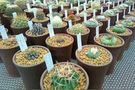 仙人球夏天不用买，一刀砍头埋进土，30天长出一窝“小崽子”图片