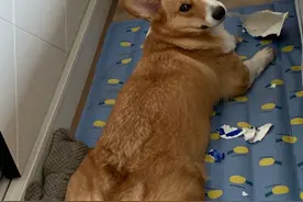 #柯基#  #柯基# 大屁股合集图片