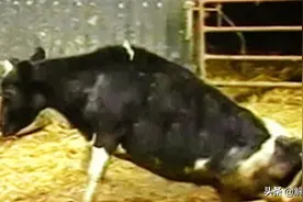 没有疫苗，无药可救，100%致死！它被称为“上帝的诅咒”图片