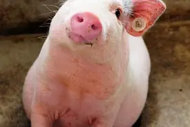 猪便秘怎么回事图片