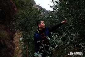 山场主人杨明：他是现存唯一公认的白鸡冠母树的管护人图片