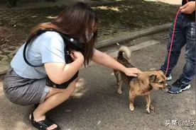 主人新冠去世，小狗守在医院3个月不放弃，湖北生活广播FM966动员社会力量为其找新家图片