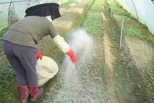 花生麸到底有什么神奇之处？果农十分关注，详细发酵及使用方法
