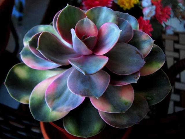 这种多肉名字就叫"彩虹",叶子都有三种颜色,究竟有多好看?