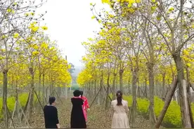 春在嘉州 | 远赴人间惊鸿宴 一睹三月风铃颜图片