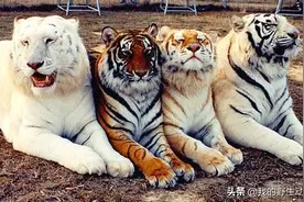 中国古代神兽在印度被发现，被迫近亲交配，赚取门票图片