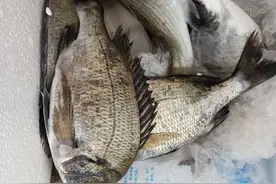 渔获爆箱的喜悦，唯有海钓人懂图片