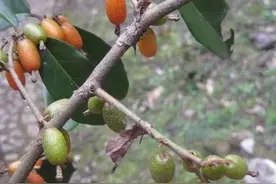 农村这种野果，过去掉一地没人捡，如今卖15元一斤，还能酿酒熬糖图片