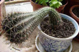 仙人球徒长变柱子，夏季“砍一刀”，不仅变圆润，还能长一堆小球图片