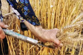 割麦，从来不是风吹麦浪的惬意，而是一眼望不到头的绝望图片