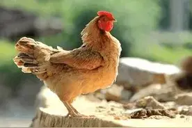 母鸡抱窝，咋样才能让它快速“醒窝”呢？图片