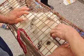 河南：狗肉笼里的萨摩耶，被主人带走，虽再次被卖，却幸运遇喂家图片