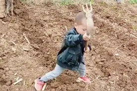 “农活宝宝”下地干活，动作相当娴熟，宝宝：我为这家付出的太多图片