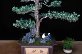 雀舌小叶罗汉松盆景图片