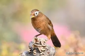 画眉鸟日常管理，需注意这“三大点”！图片