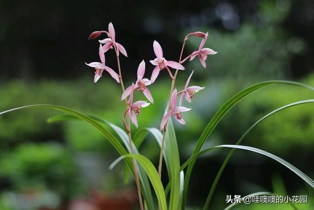 养君子兰、兰花，盆里加3料，白根粗壮，叶片挺拔，开花娇俏