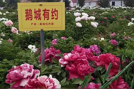 爱家乡 游河北 发现身边的美 | 广平县鹅城牡丹园20万株各色牡丹花开正艳图片