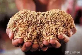 严防养殖户用小麦代替玉米喂猪！「猪不和人抢粮」是基本的规则图片